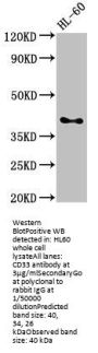 CD33 Antibody