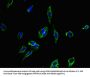 CD40 Antibody
