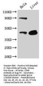 CD46 Antibody