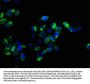 CD47 Antibody