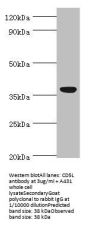 CD5L Antibody