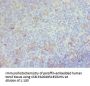 CD68 Antibody