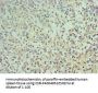 CD68 Antibody