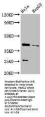 CD72 Antibody