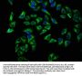 CD72 Antibody