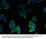 BLOC1S1 Antibody