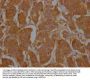 CD9 Antibody