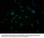 CD9 Antibody