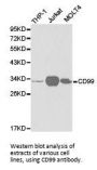 CD99 Antibody