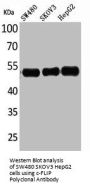 CFLAR Antibody