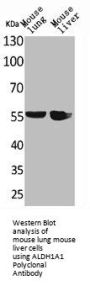 ALDH1A1 Antibody