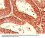 CDC34 Antibody