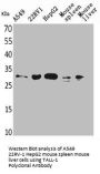 TNFSF13B Antibody
