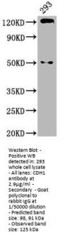 CDH1 Antibody