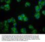 CDH1 Antibody
