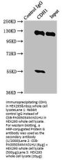 CDH1 Antibody