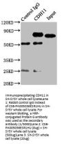 CDH11 Antibody