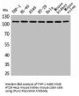PLA2G4A Antibody