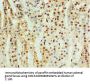 CDK10 Antibody