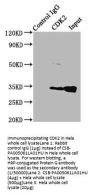 CDK2 Antibody
