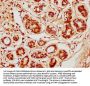 CDK3 Antibody
