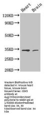 CDK5 Antibody