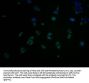 CDK6 Antibody