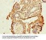 CDK7 Antibody