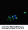CDK7 Antibody