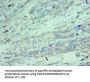 CDK9 Antibody
