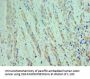 CDK9 Antibody