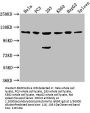 CDKL5 Antibody