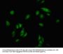 CDKN1C Antibody