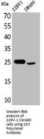 SSX1 Antibody