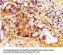 CDKN3 Antibody