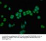 CDKN3 Antibody