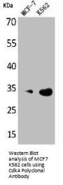 CDK4 Antibody