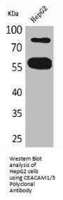 CEACAM1 Antibody