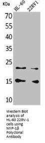 CCL4 Antibody