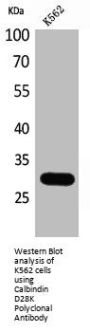 CALB1 Antibody