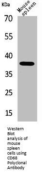 CD68 Antibody