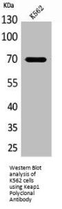 KEAP1 Antibody
