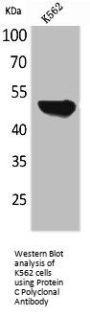 PROC Antibody