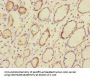 CEACAM4 Antibody