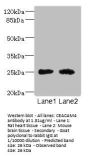 CEACAM4 Antibody