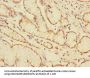 CEACAM4 Antibody