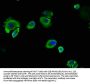 CEACAM5 Antibody