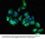 CEACAM6 Antibody