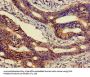CEACAM7 Antibody