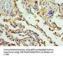 CEACAM8 Antibody